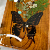 Butterfly Olive Wood Display Dish